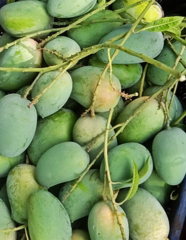 Kesar Mango