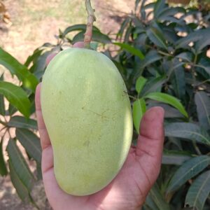 Premium Raw Kesar Mango (કાચી કેસર કેરી) Famous of Talala Gir - 5 KG