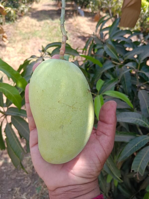 Premium Raw Kesar Mango (કાચી કેસર કેરી) Famous of Talala Gir - 5 KG