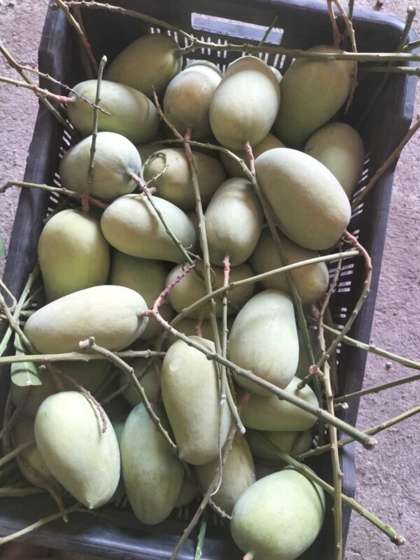 Premium Raw Kesar Mango (કાચી કેસર કેરી) Famous of Talala Gir - 5 KG - Image 2