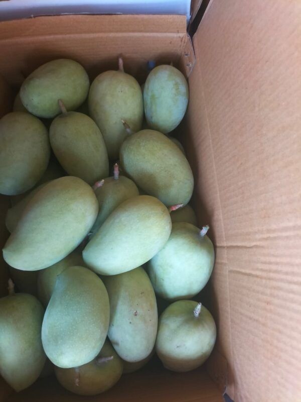 Premium Raw Kesar Mango (કાચી કેસર કેરી) Famous of Talala Gir - 5 KG - Image 4