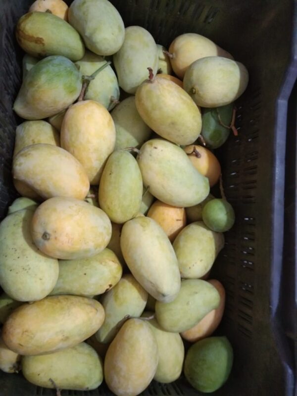 Premium Ripe Kesar Mango Famous of Talala Gir (Organic) - 4.5 KG - Image 2
