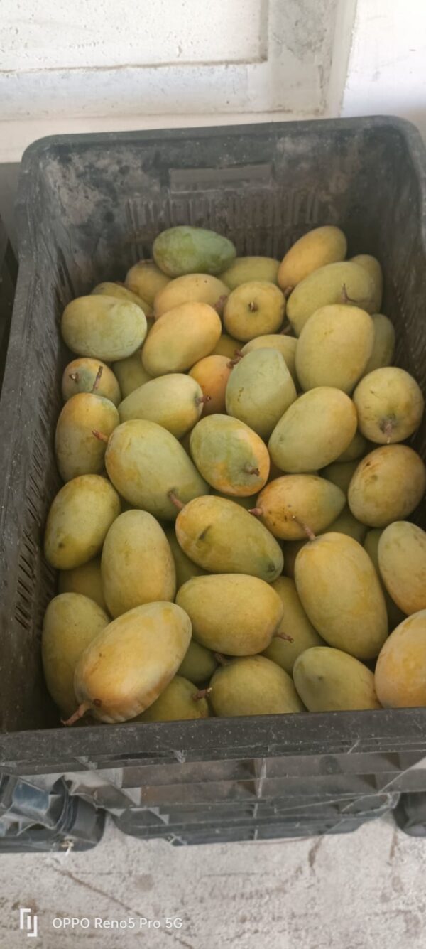 Premium Ripe Kesar Mango Famous of Talala Gir (Organic) - 9 KG - Image 2