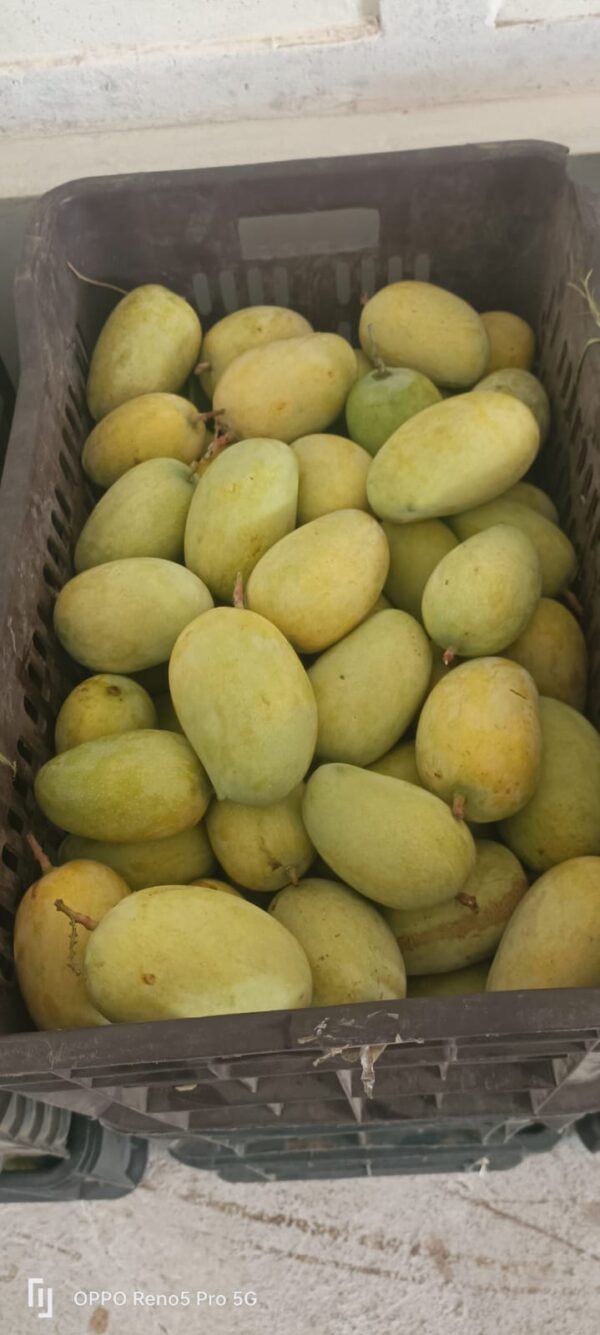 Premium Ripe Kesar Mango Famous of Talala Gir (Organic) - 9 KG - Image 3