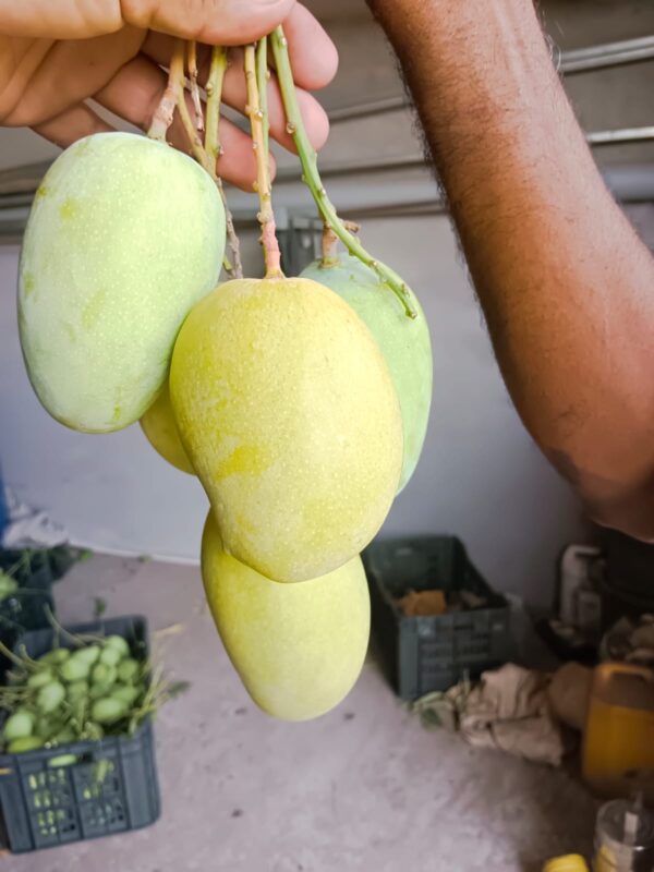 Premium Raw Kesar Mango (કાચી કેસર કેરી) Famous of Talala Gir - 10 KG - Image 2