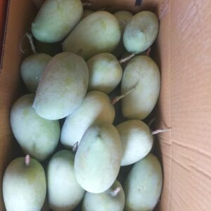 Premium Raw Kesar Mango (કાચી કેસર કેરી) Famous of Talala Gir - 10 KG