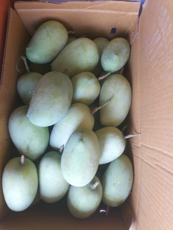Premium Raw Kesar Mango (કાચી કેસર કેરી) Famous of Talala Gir - 10 KG