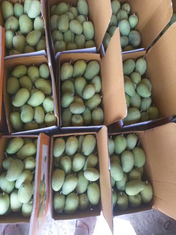 Premium Raw Kesar Mango (કાચી કેસર કેરી) Famous of Talala Gir - 10 KG - Image 4