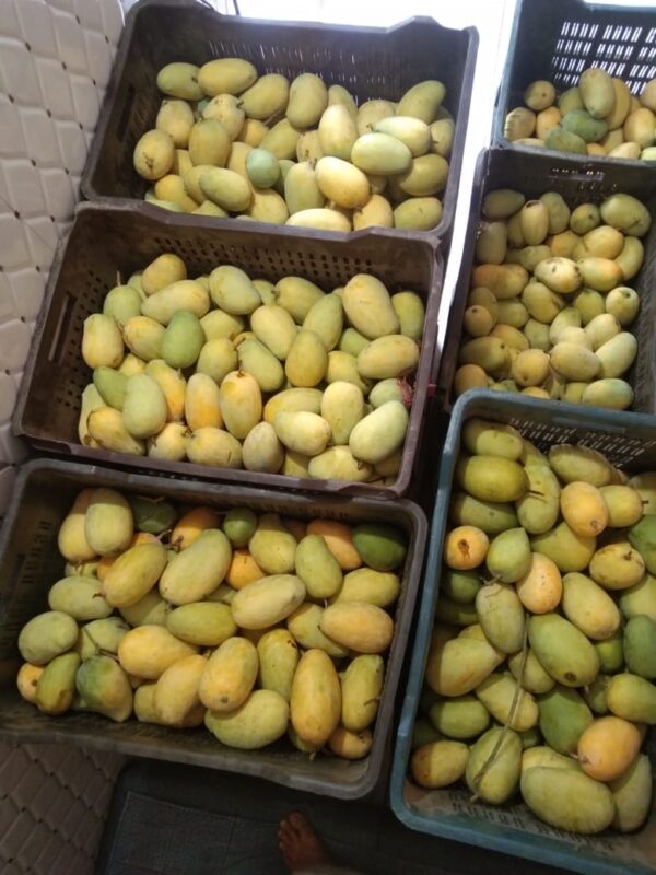 Premium Ripe Kesar Mango Famous of Talala Gir (Organic) - 4.5 KG - Image 3