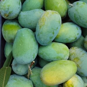 Regular Raw Kesar Mango (કાચી કેસર કેરી) Famous of Talala Gir - 4 KG