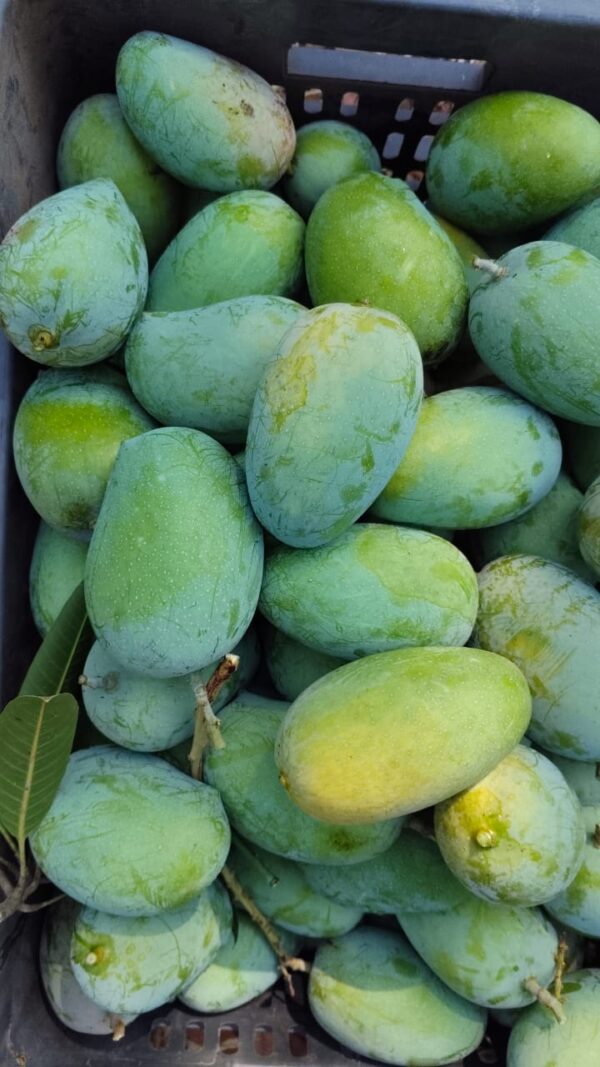 Regular Raw Kesar Mango (કાચી કેસર કેરી) Famous of Talala Gir - 4 KG