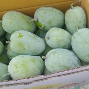 Regular Raw Kesar Mango (કાચી કેસર કેરી) Famous of Talala Gir - 10 KG