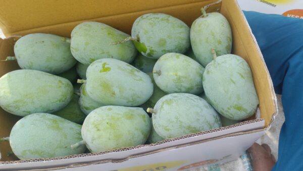 Regular Raw Kesar Mango (કાચી કેસર કેરી) Famous of Talala Gir - 10 KG