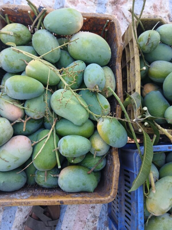 Regular Raw Kesar Mango (કાચી કેસર કેરી) Famous of Talala Gir - 4 KG - Image 2