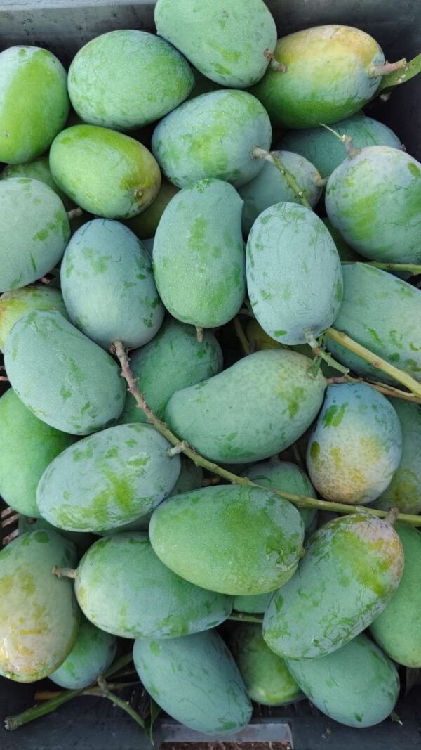 Regular Raw Kesar Mango (કાચી કેસર કેરી) Famous of Talala Gir - 10 KG - Image 2