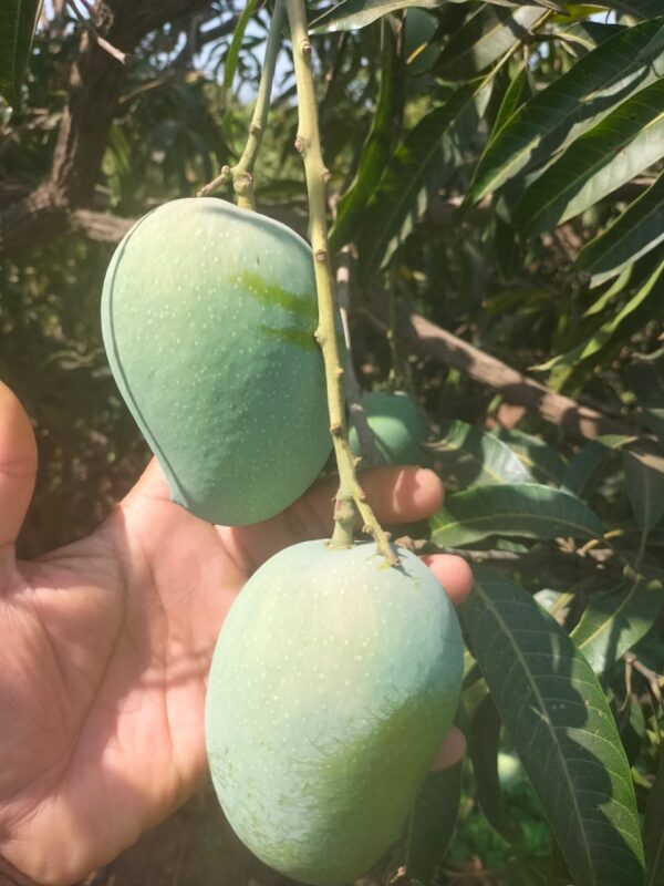 Regular Raw Kesar Mango (કાચી કેસર કેરી) Famous of Talala Gir - 4 KG - Image 3