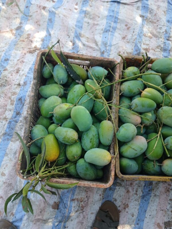 Regular Raw Kesar Mango (કાચી કેસર કેરી) Famous of Talala Gir - 10 KG - Image 3