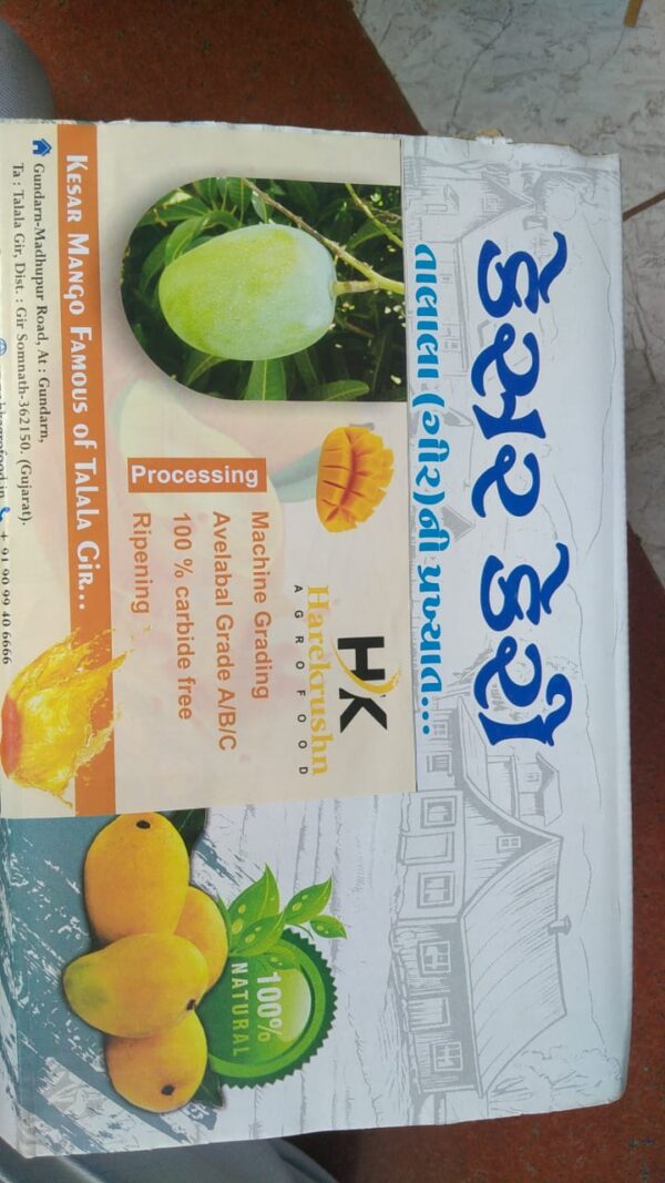 Regular Raw Kesar Mango (કાચી કેસર કેરી) Famous of Talala Gir - 10 KG - Image 4