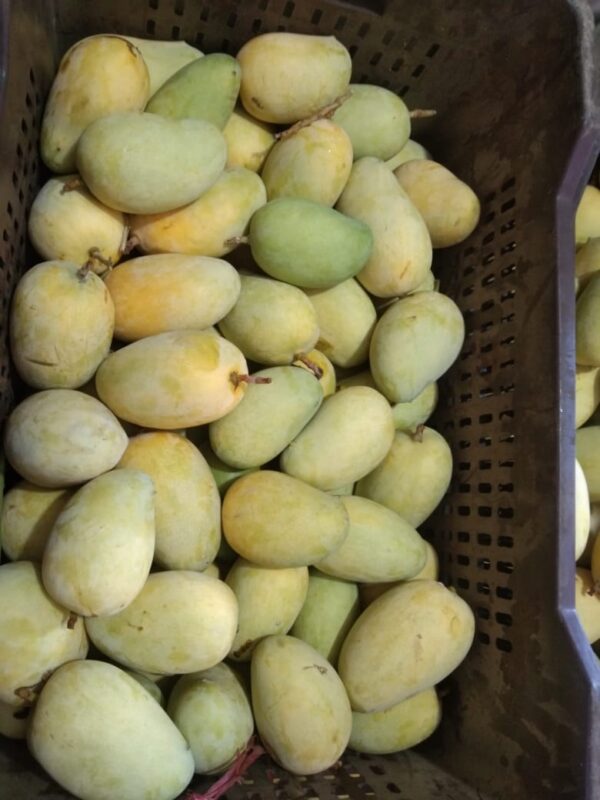 Premium Ripe Kesar Mango Famous of Talala Gir (Organic) - 2.5 KG to 3.5 KG - Image 2