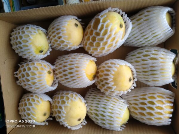Premium Ripe Kesar Mango Famous of Talala Gir (Organic) - 2.5 KG to 3.5 KG - Image 3