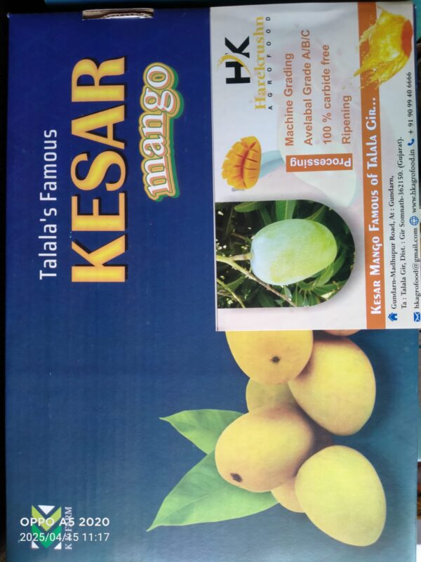 Premium Ripe Kesar Mango Famous of Talala Gir (Organic) - 2.5 KG to 3.5 KG - Image 4